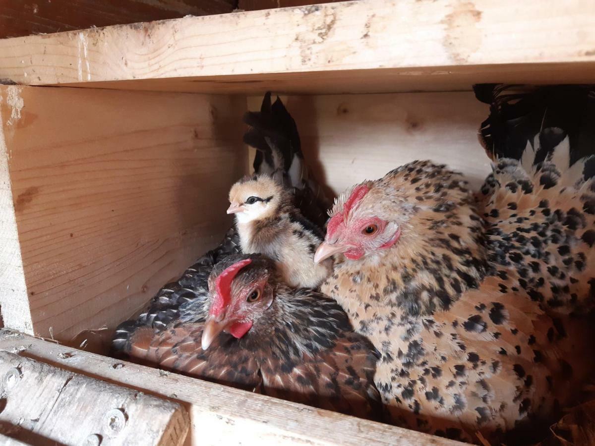 Vorderponholz Ferienwohnungen Ramsau bei Berchtesgaden Exteriör bild